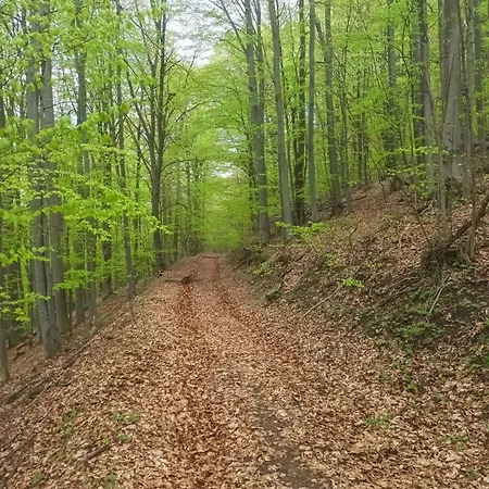 ゲストハウス Kokava *